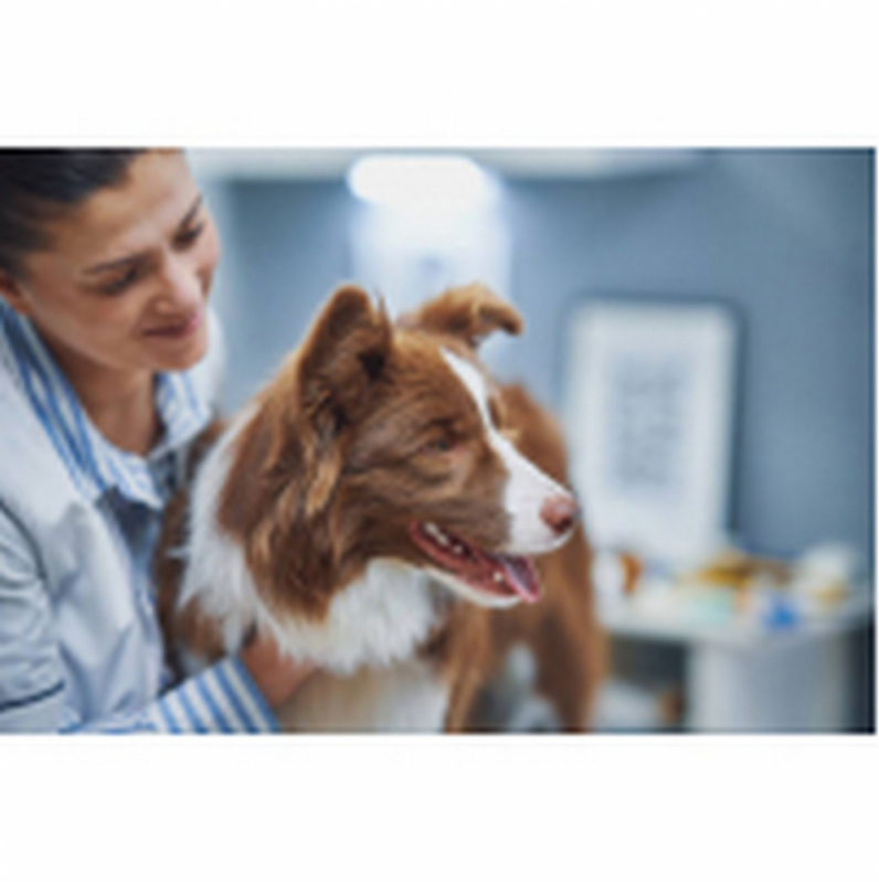 Clínica Especializada em Tratamento de Glaucoma de Cão Eixo Rodoviário Norte - Tratamento de Glaucoma de Cães Barreiros