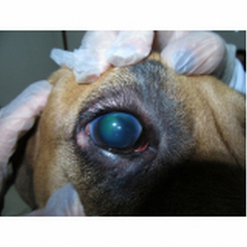 Clínica Especializada em Tratamento de Glaucoma em Cachorro Park Way - Tratamento de Glaucoma de Cães Barreiros