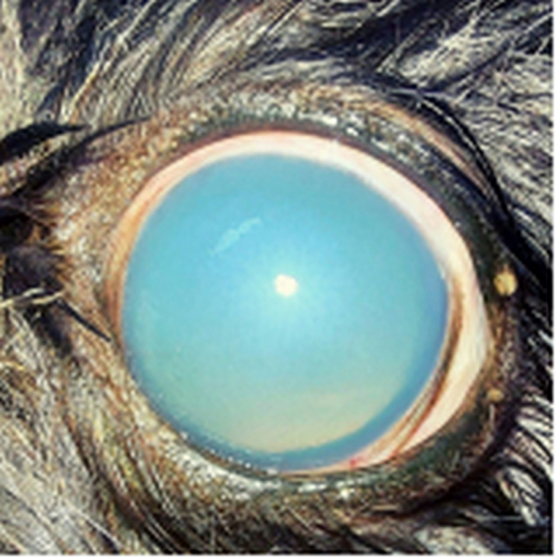 Clínica Especializada em Tratamento de Glaucoma Ocular Canino Águas Claras - Tratamento de Glaucoma Ocular em Cães São Bartolomeu