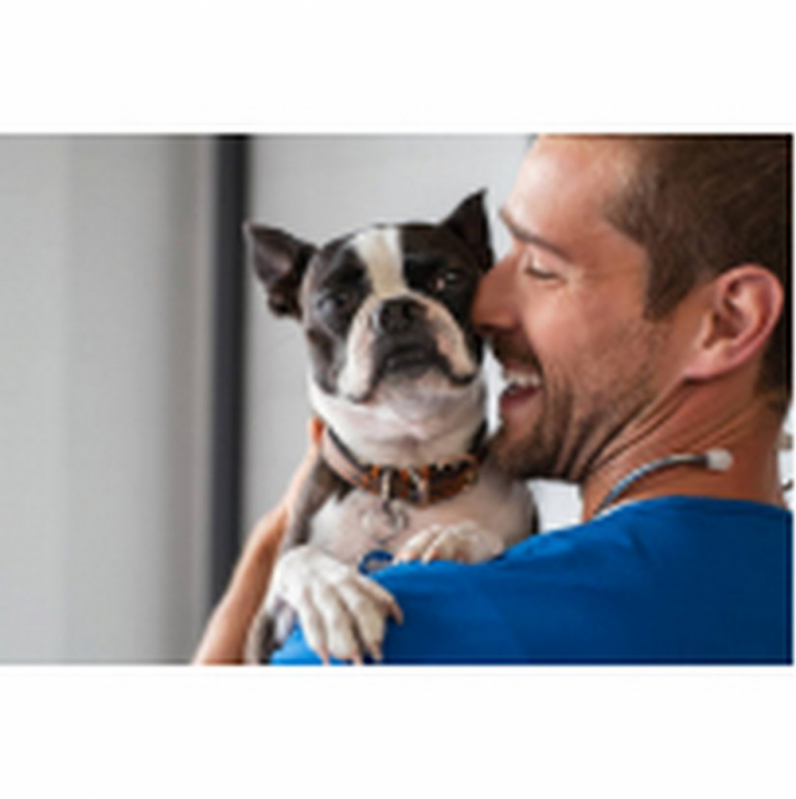 Clínica Especializada em Tratamento Médico do Glaucoma Canino SHTS Setor Hoteleiro Sul - Tratamento de Glaucoma Ocular Canino Mangueiral