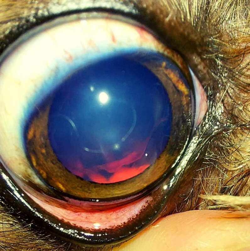 Clínica Glaucoma Canino Contato Guará - Glaucoma Cão