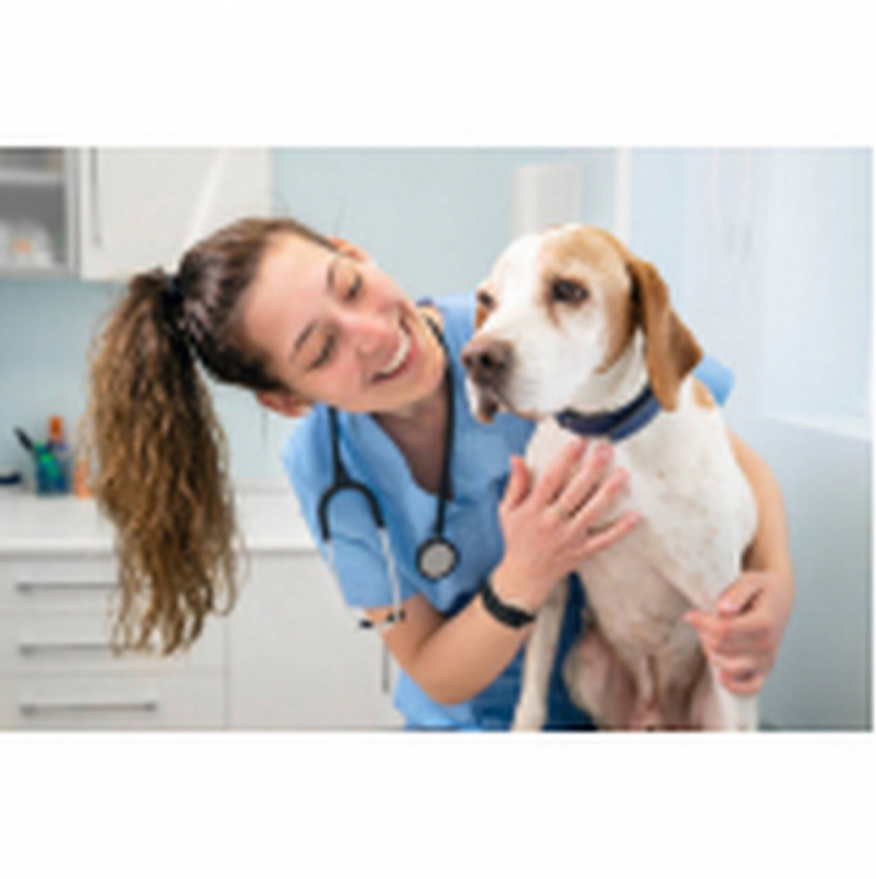 Consulta Veterinária Cachorro Agendar Brasília - Consulta Veterinária para Tratamento de Glaucoma Canino Altiplano Leste