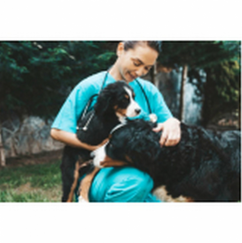 Consulta Veterinária Cachorro Arniqueiras - Consulta Veterinária para Tratamento de Glaucoma Canino Altiplano Leste