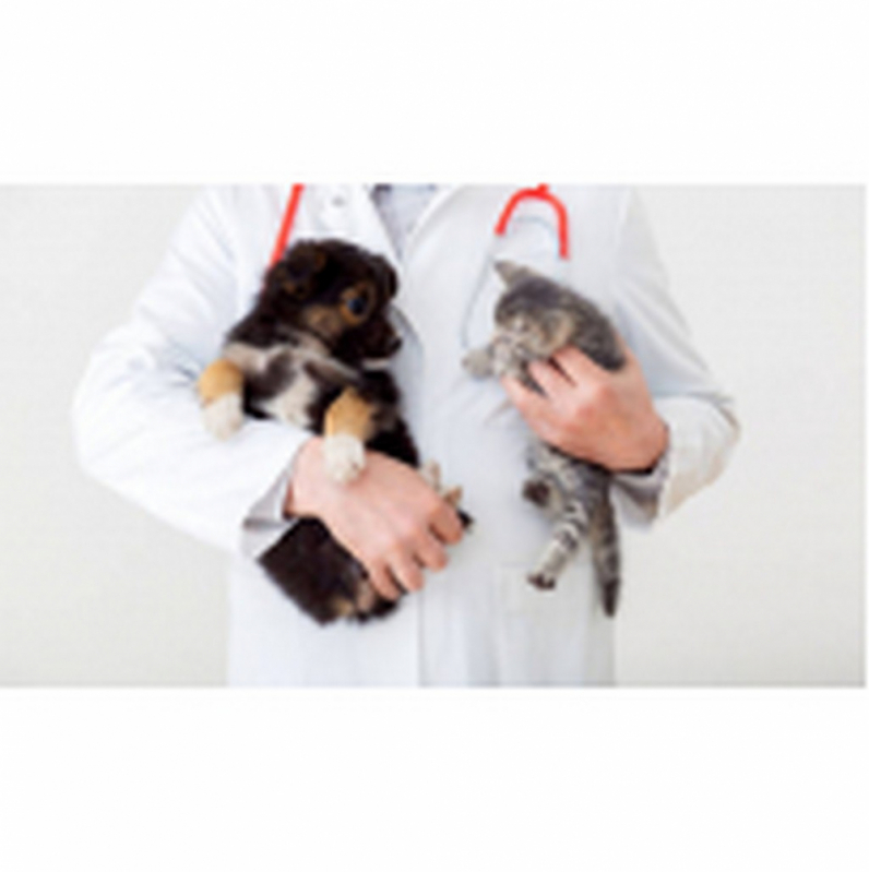Consulta Veterinária para Animais Agendar Setor Administrativo - Consulta Veterinária para Gato Itaipu