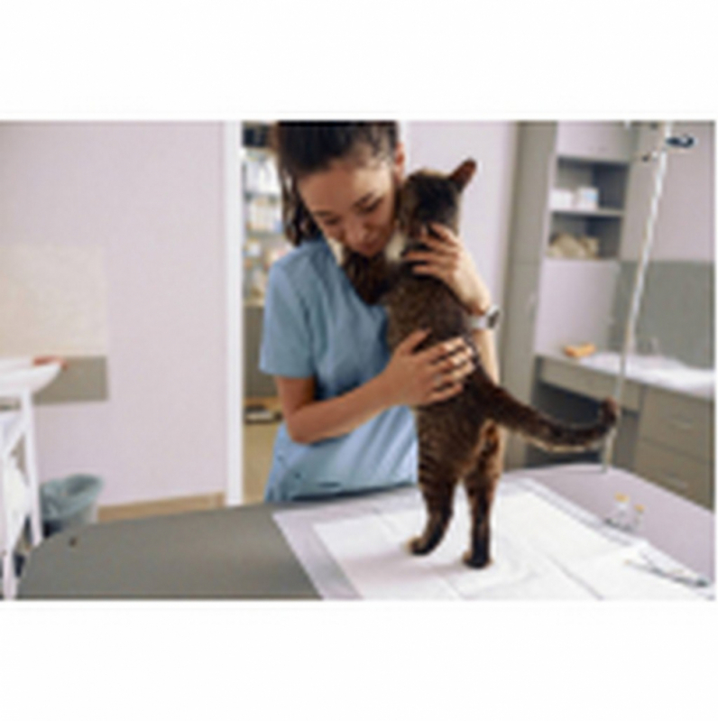 Consulta Veterinária para Cachorro SIA - Consulta Veterinária para Gatos Itaipu
