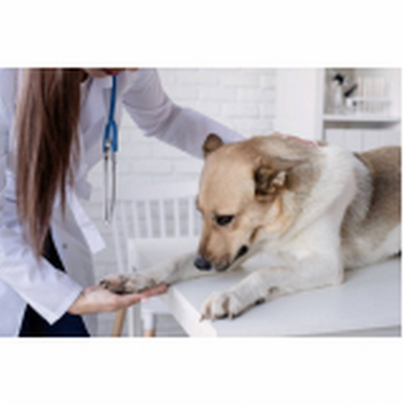 Consulta Veterinária para Cachorros Setor Noroeste - Consulta Veterinária para Tratamento de Glaucoma Canino Altiplano Leste