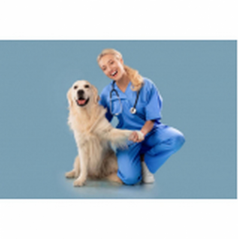 Consulta Veterinária para Tratamento de Glaucoma Canino SETOR MILITAR URBANO - Consulta Veterinária para Gatos Itaipu