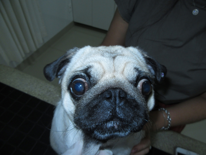 Contato de Oculista para Cachorro ERL Sul - Veterinária Especializada em Olhos de Cachorro