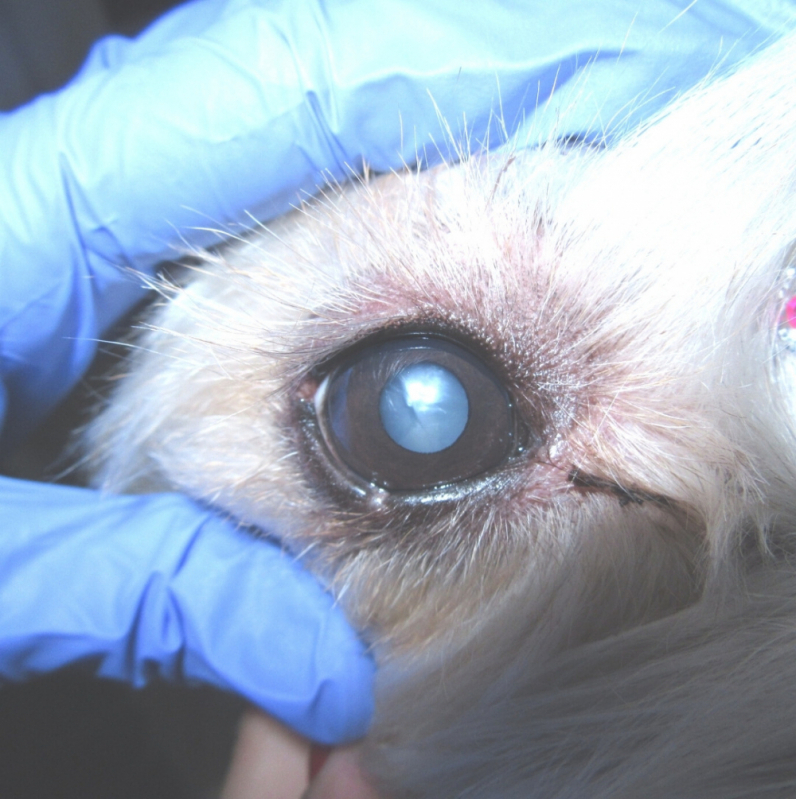 Contato de Oculista para Cachorros SETOR MILITAR URBANO - Veterinária Especialista em Olhos de Cachorro