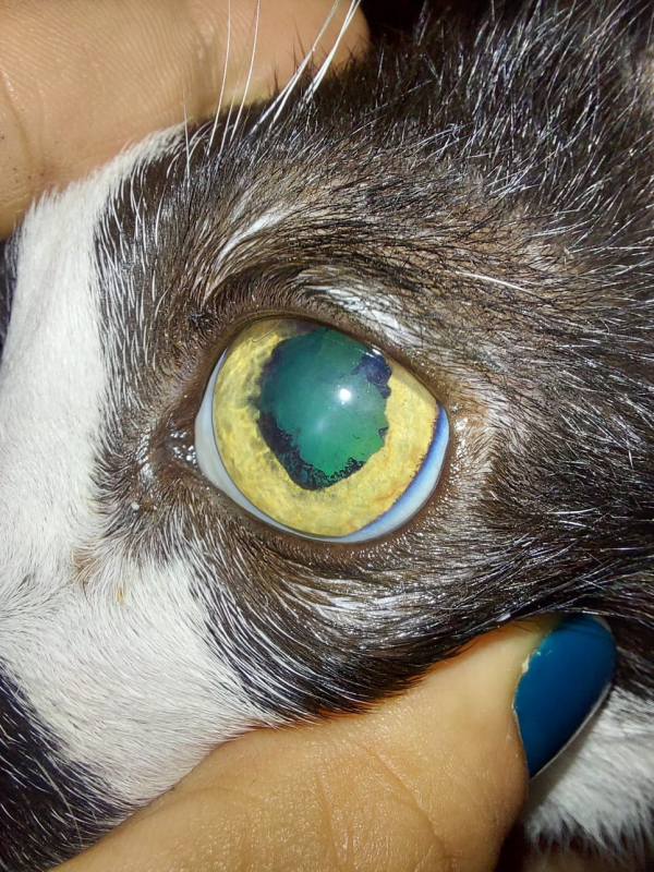 Contato de Oftalmo para Cachorros SETOR DE ARMAZENAGEM E ABASTECIMENTO NORTE - Veterinária Especialista em Olhos de Cachorro