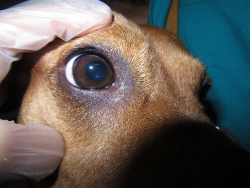Contato de Oftalmologista Cachorro SETOR DE INDUSTRIA GRAFICA BIOTIC - Oftalmo para Cachorros
