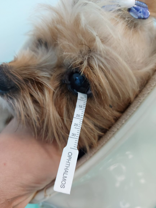 Contato de Veterinario Oftalmologista de Cachorro Arniqueiras - Veterinária Especializada em Olhos de Cachorro
