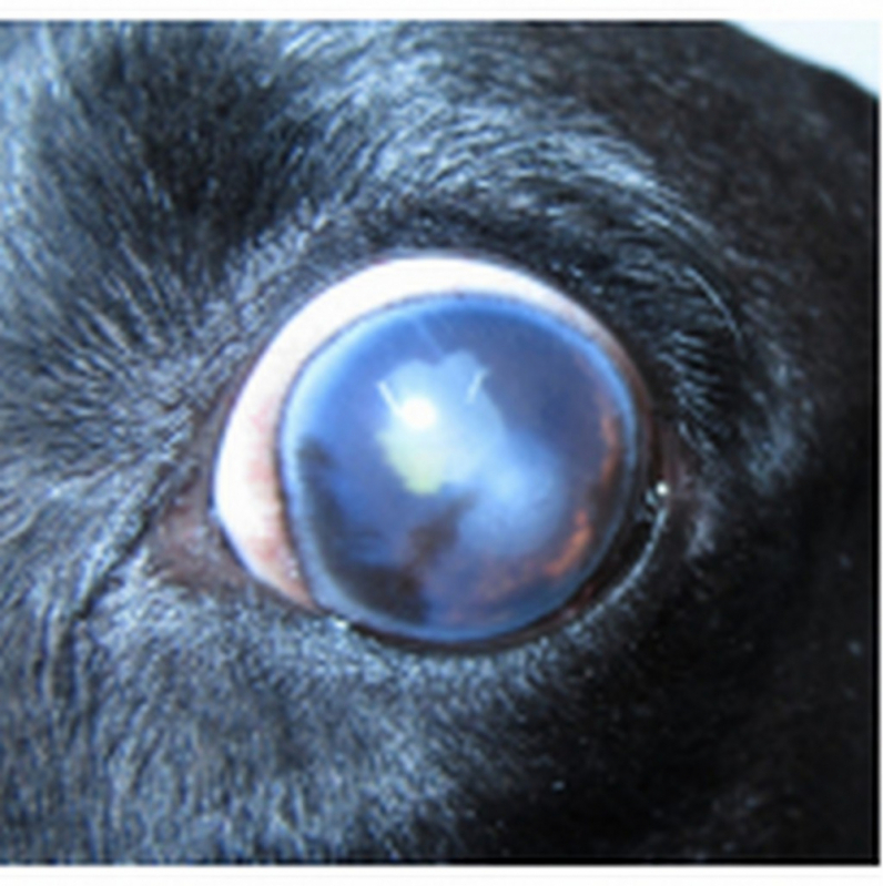 Glaucoma Cachorro Agendar Eixo Rodoviário Norte - Tratamento de Glaucoma de Cão Altiplano Leste
