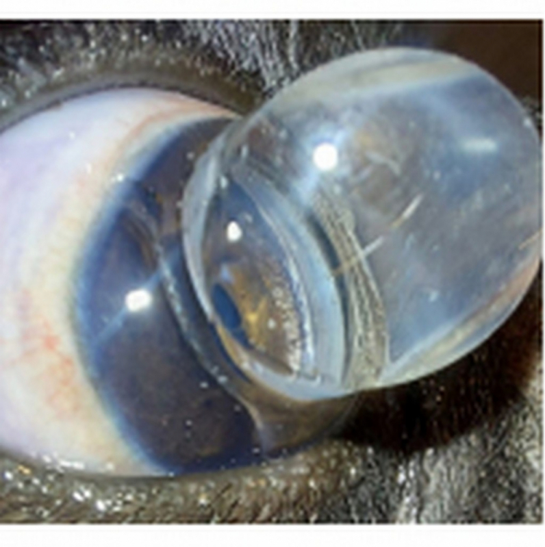 Glaucoma Cachorro Clínica Eixo Rodoviário Norte - Tratamento de Glaucoma de Cães Barreiros