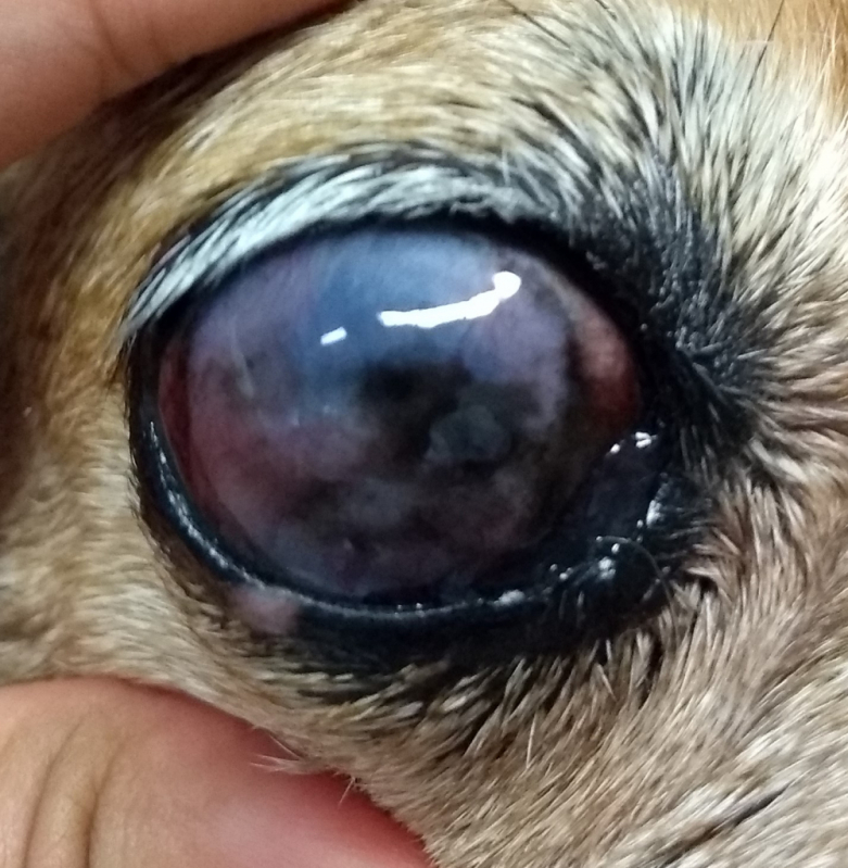 Glaucoma Cães Clínica EPNB Estrada Parque Núcleo Bandeirante - Glaucoma Cão