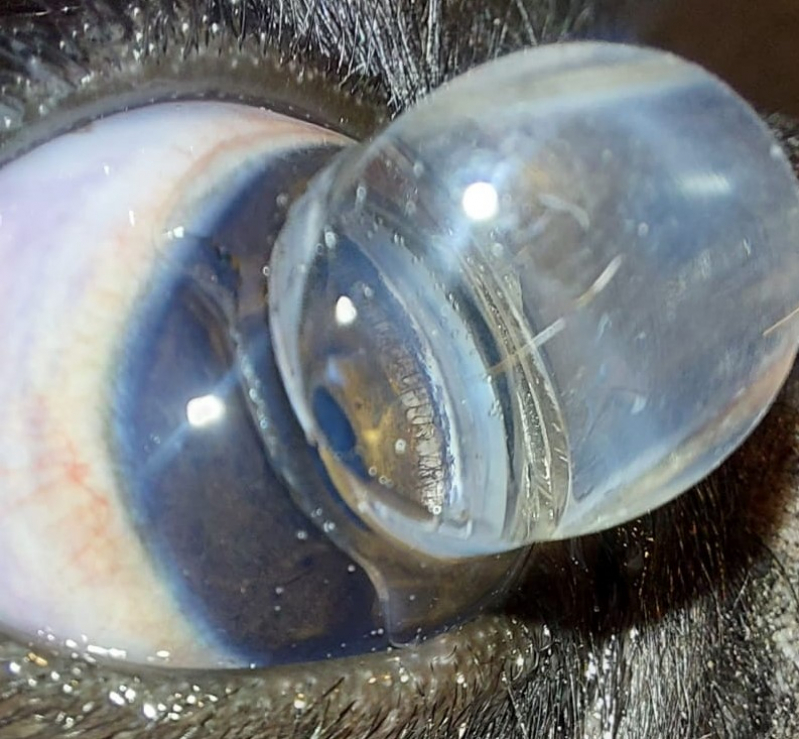 Glaucoma Cães Tratamento Clínica Eixo Rodoviário Leste - Glaucoma Cão