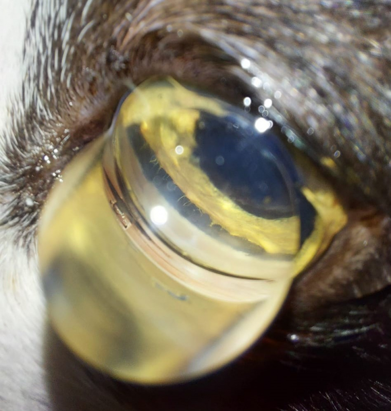 Glaucoma Cães Tratamento Vicente Pires - Glaucoma Canina