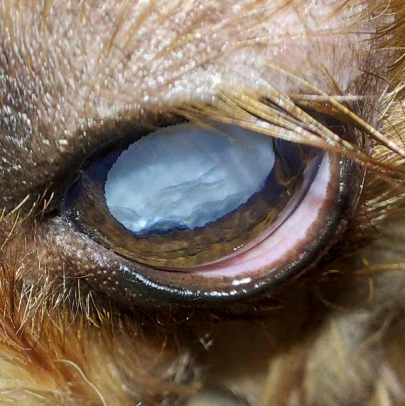 Glaucoma Canina Condomínio Ville de Montagne - Glaucoma Cães