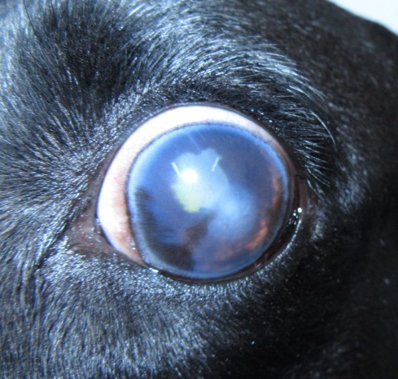 Glaucoma Canino Octogonal - Glaucoma Canina