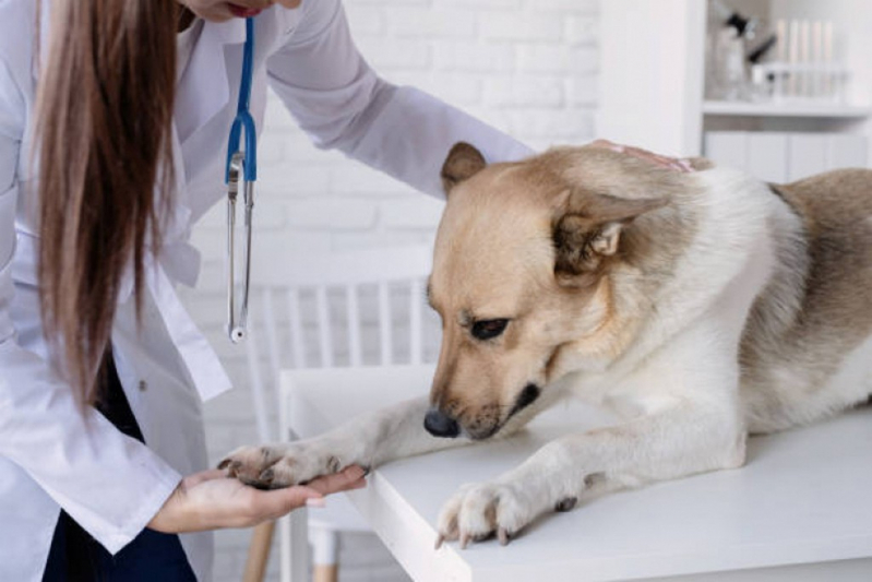 Glaucoma de Cachorros de Grande Porte Clínica SIG Setor de Indústrias Gráficas - Glaucoma Ocular Canino Tororó