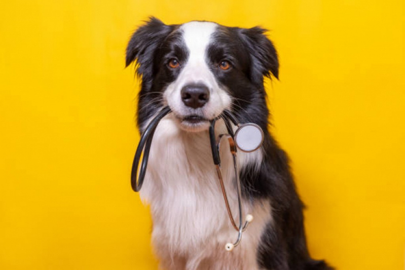 Glaucoma de Cachorros de Grande Porte Tratamentos Condomínio Chácaras Ana Maria - Glaucoma de Cachorros de Pequeno Porte Barreiros