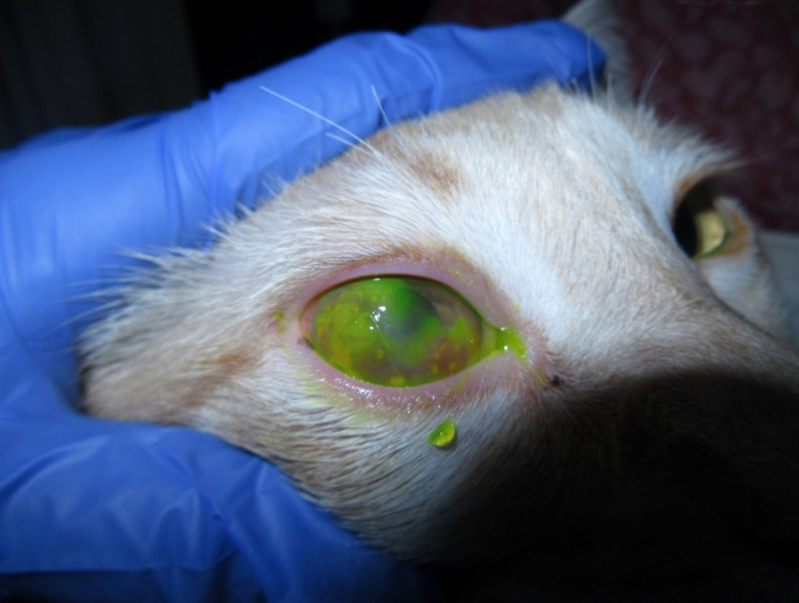 Glaucoma de Cachorros de Pequeno Porte Clínica Esplanada dos Ministérios - Glaucoma Veterinário Cachorro Mangueiral
