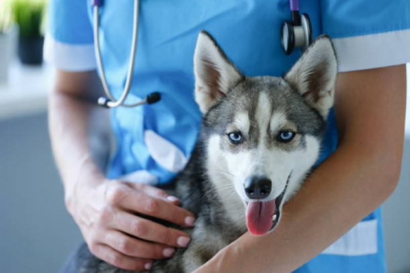 Glaucoma de Cães Plano Piloto - Glaucoma no Olho de Cachorro Mangueiral