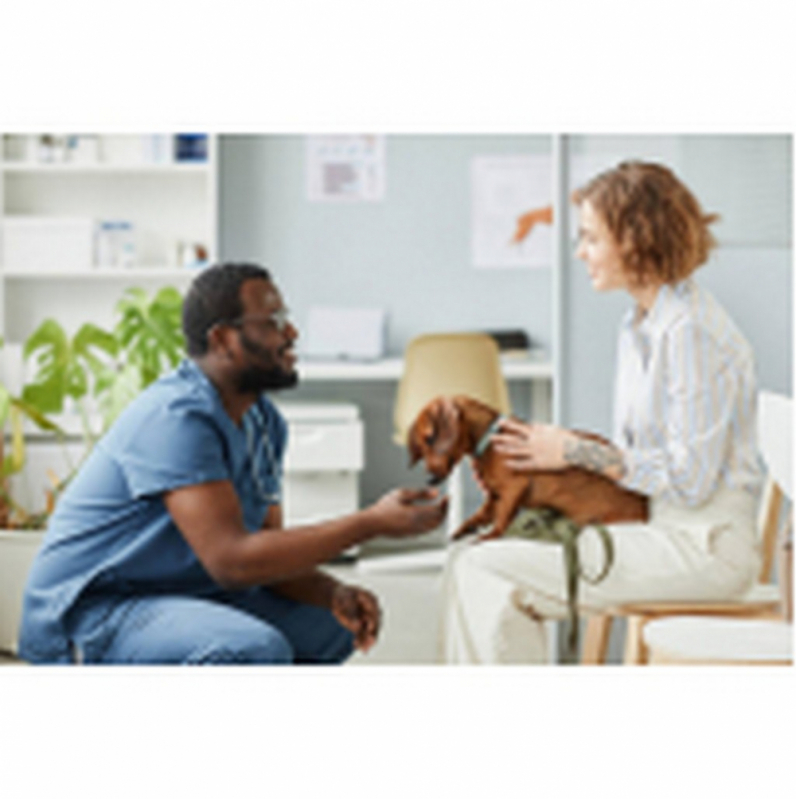 Glaucoma de Cão Tratamentos Brasília - Glaucoma de Cachorros de Pequeno Porte Barreiros