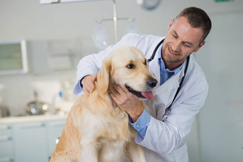 Glaucoma em Cachorro de Estimação Clínica Condomínio Quintas da Alvorada - Glaucoma de Cães São Bartolomeu