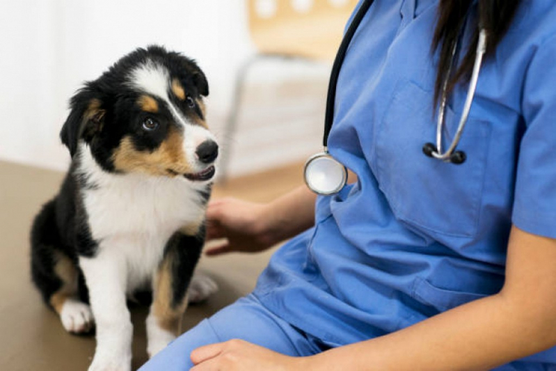 Glaucoma em Cachorro de Estimação Tratamentos Sudeste - Glaucoma de Cães São Bartolomeu