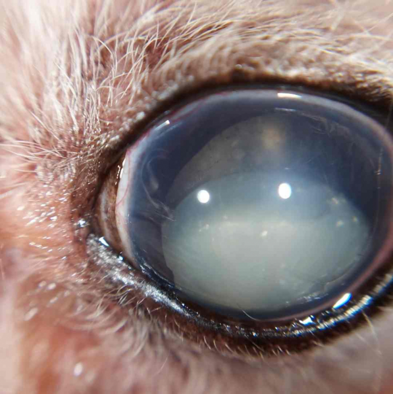 Glaucoma em Cachorro Tratamento Clínica AVENIDA W3 - Tratamento Glaucoma em Cães