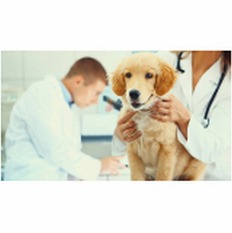 Glaucoma em Cachorro Tratamentos Planaltina - Glaucoma de Cães São Bartolomeu