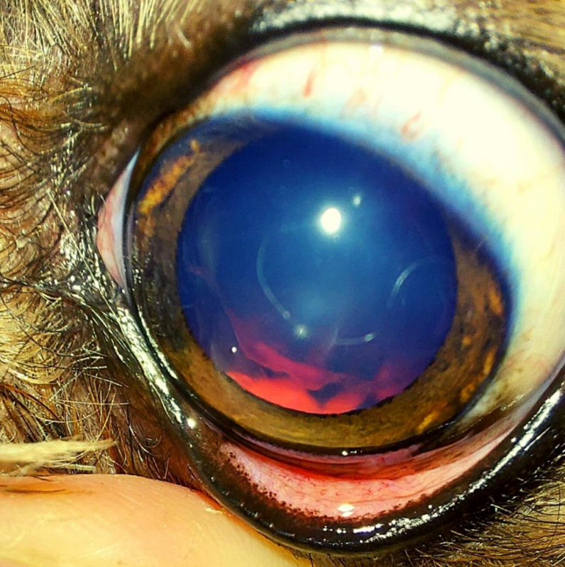 Glaucoma em Cães Tratamento Clínica Praça dos Três Poderes - Glaucoma Cães Tratamento