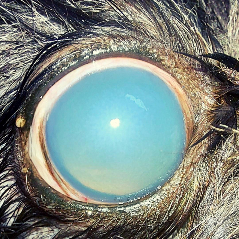 Glaucoma em Cães Tratamento Vila Telebrasília - Glaucoma Canino Tratamento
