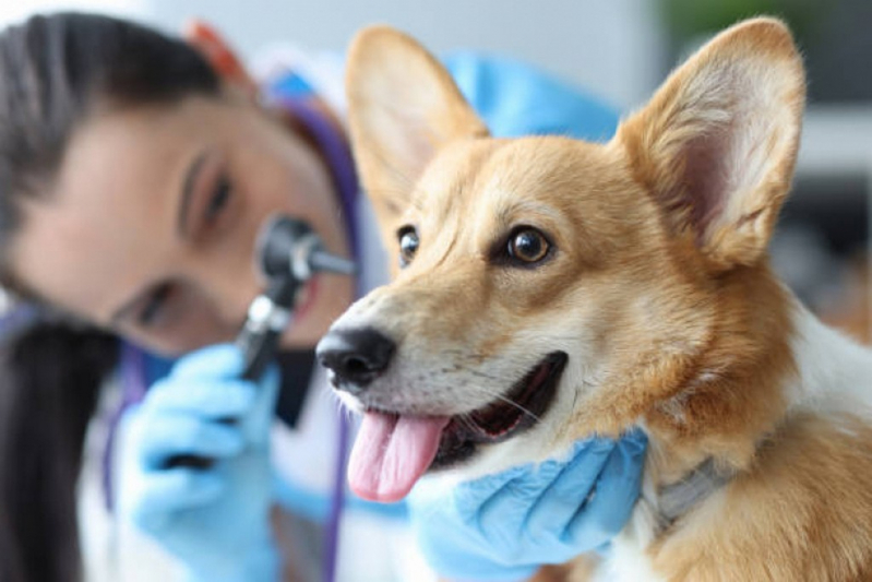 Glaucoma em Cães Tratamentos Taguatinga - Glaucoma de Cão Jardim Botânico de Brasília