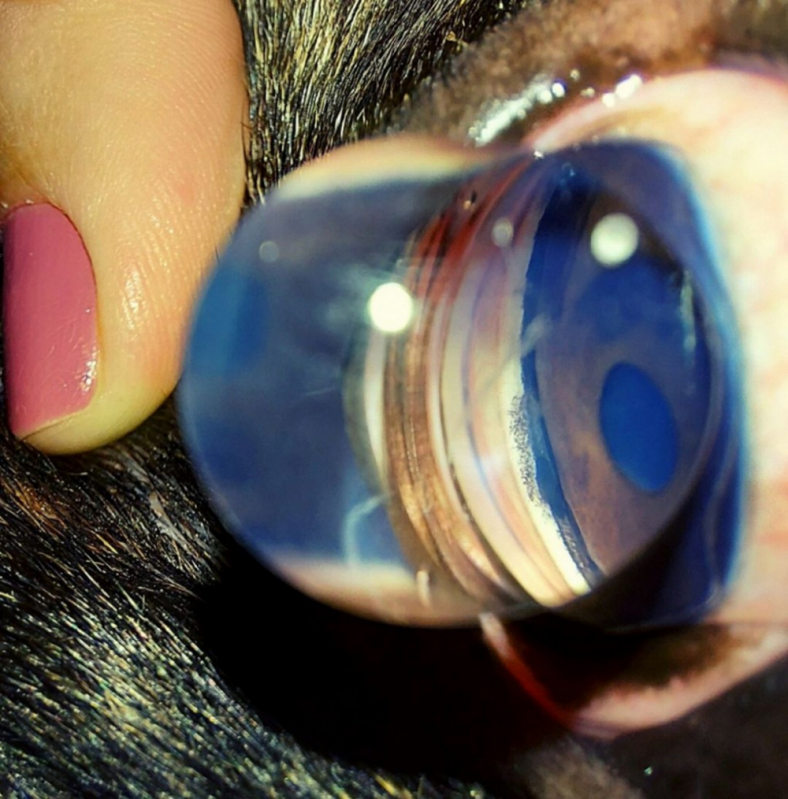Glaucoma no Olho de Cachorro Smpw - Glaucoma Veterinário Cachorro Mangueiral