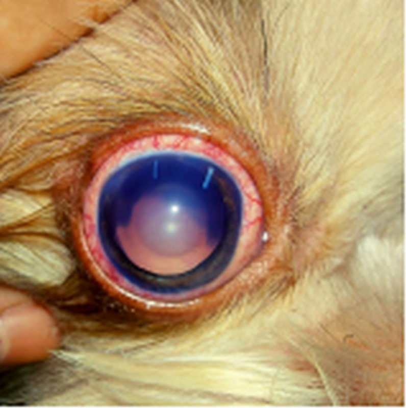 Glaucomas Cachorros Grande Colorado - Tratamento de Glaucoma Ocular em Cães São Bartolomeu