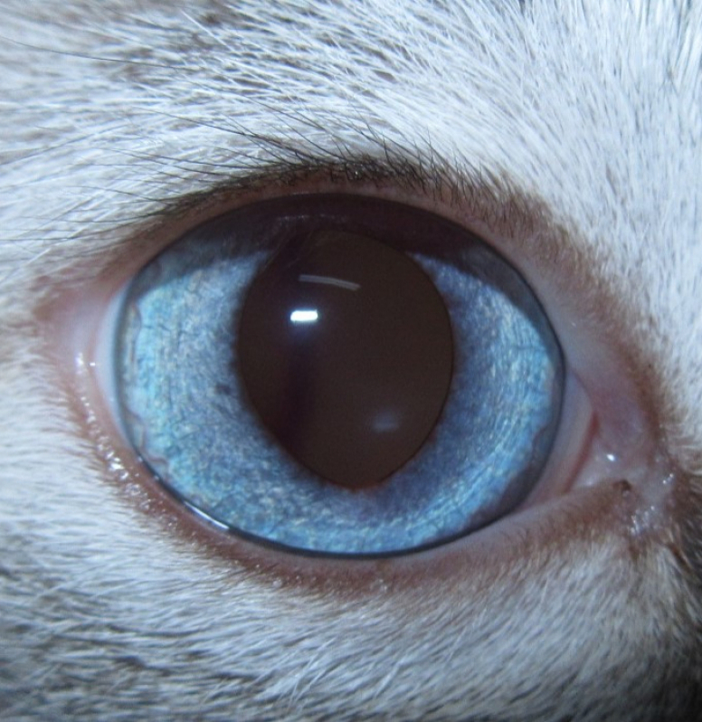Oculista para Cachorros Marcar EPNA Estrada Parque das Nações - Veterinária Especializada em Olhos de Cachorro