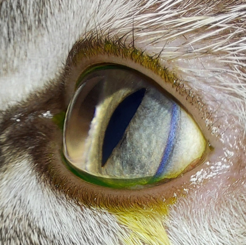 Oftalmo para Cachorros Marcar SIA - Veterinária Especialista em Olhos de Cachorro