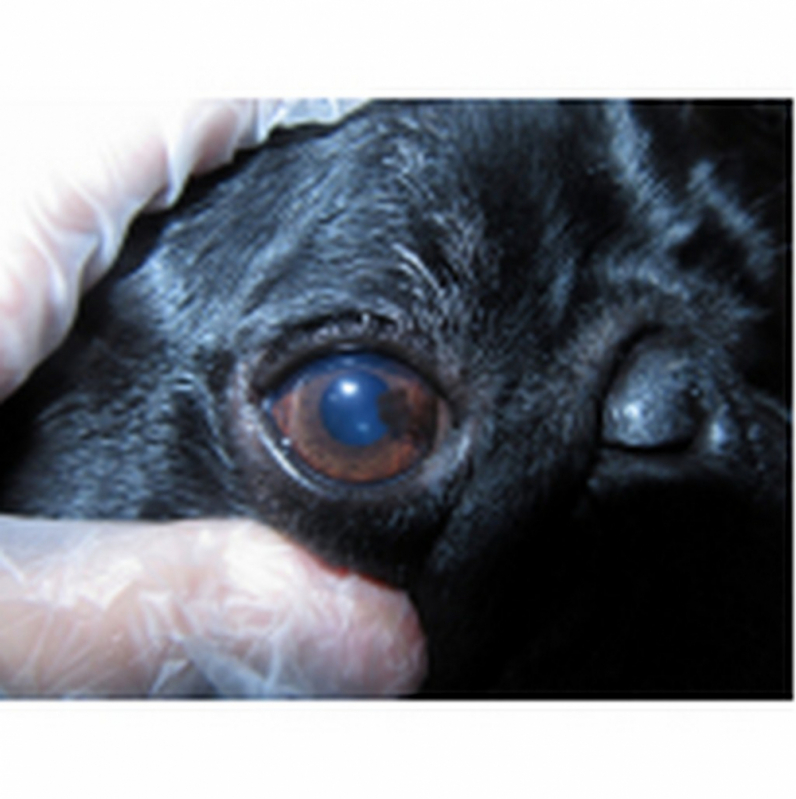 Oftalmo para Pet PARQUE TECNOLOGICO DE BRASILIA GRANJA DO TORT - Oftalmologia em Pequenos Animais Barreiros