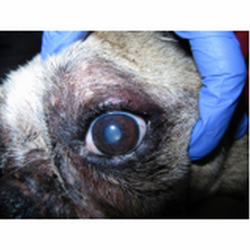 Oftalmologia Animal Lago - Oftalmologista para Cães Altiplano Leste