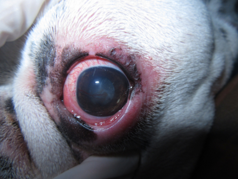 Oftalmologistas para Cachorro Cruzeiro Velho - Veterinária Especialista em Olhos de Cachorro
