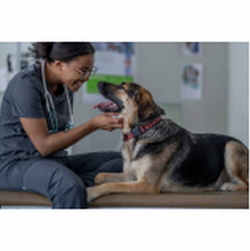 Onde Agendar Consulta Veterinária para Cachorros ZfN Zona Industrial - Consulta Veterinária para Tratamento de Glaucoma Canino Altiplano Leste