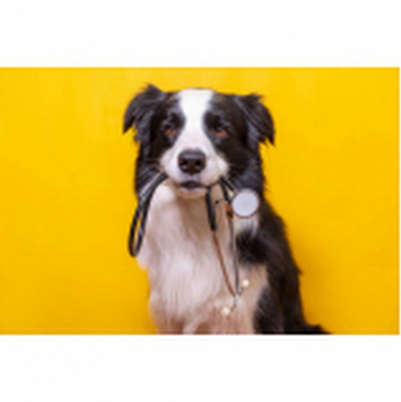 Onde Agendar Consulta Veterinária para Tratamento de Glaucoma Canino ZfN Zona Industrial - Consulta Veterinária para Cachorro Mangueiral