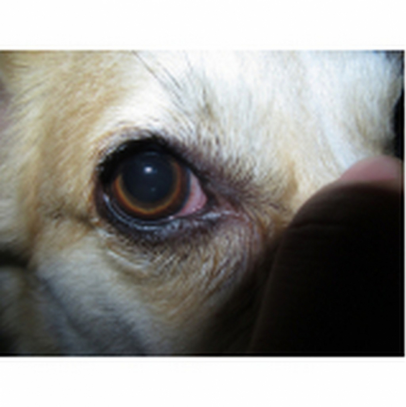 Onde Encontrar Oftalmologia Animal Condomínio Alphavile - Oftalmologista para Cães Altiplano Leste