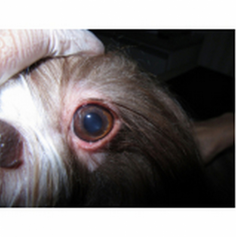 Onde Encontrar Veterinário Oftalmologista para Cães Cruzeiro - Veterinário Oftalmologista para Animais de Estimação Barreiros