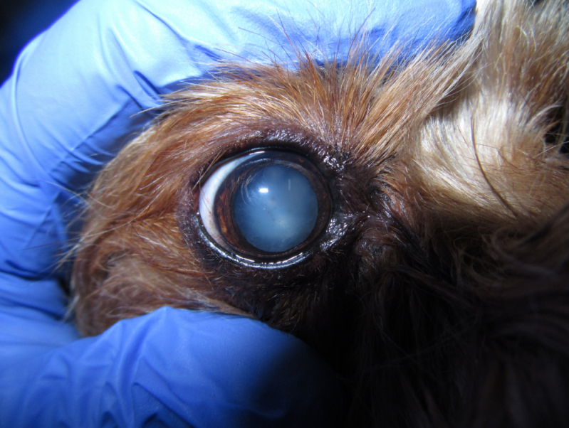 Onde Faz Cirurgia de Catarata no Olho do Cachorro Asa Sul - Cirurgia Olho Shih Tzu