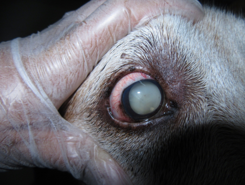 Onde Faz Cirurgia de Olhos para Cachorro Setor de Clubes Sul - Cirurgia nos Olhos de Cachorro