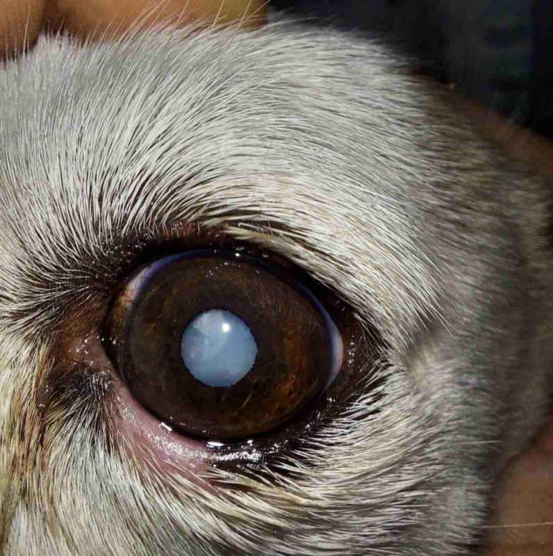 Onde Faz Cirurgia em Olho de Cachorro ERL Norte - Cirurgia Olho de Cereja Cachorro