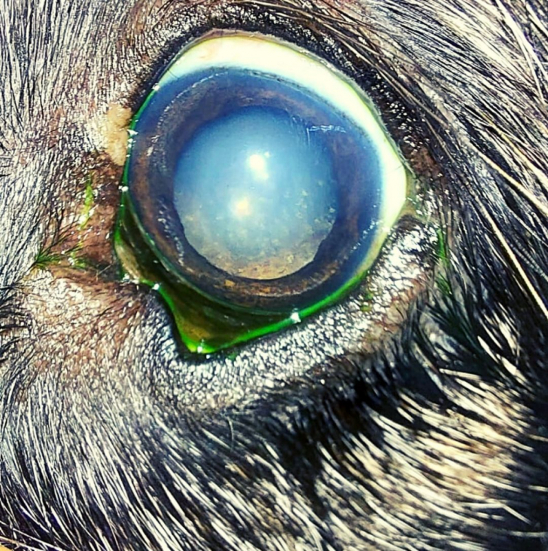 Onde Faz Cirurgia nos Olhos de Cachorro Guará - Cirurgia Olho de Cereja Cachorro
